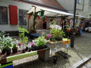 Kietzer Sommer - RH-Stand - Pflanzen der Schülerclubkinder