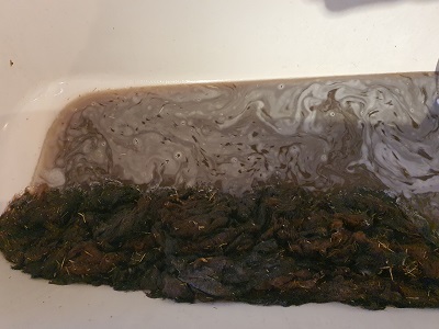 Wollwäsche nach der Schur